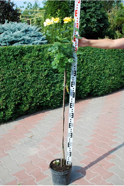 Троянда поліантова, рабатова (жовта) ШТАМБ